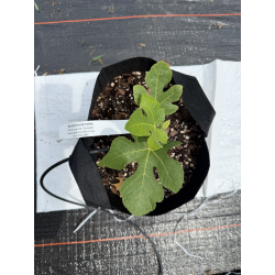 Celeste Fig Ficus Carica 'Celeste'