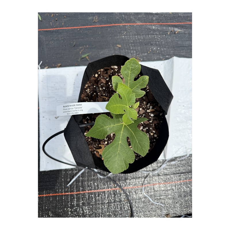 Celeste Fig Ficus Carica 'Celeste'